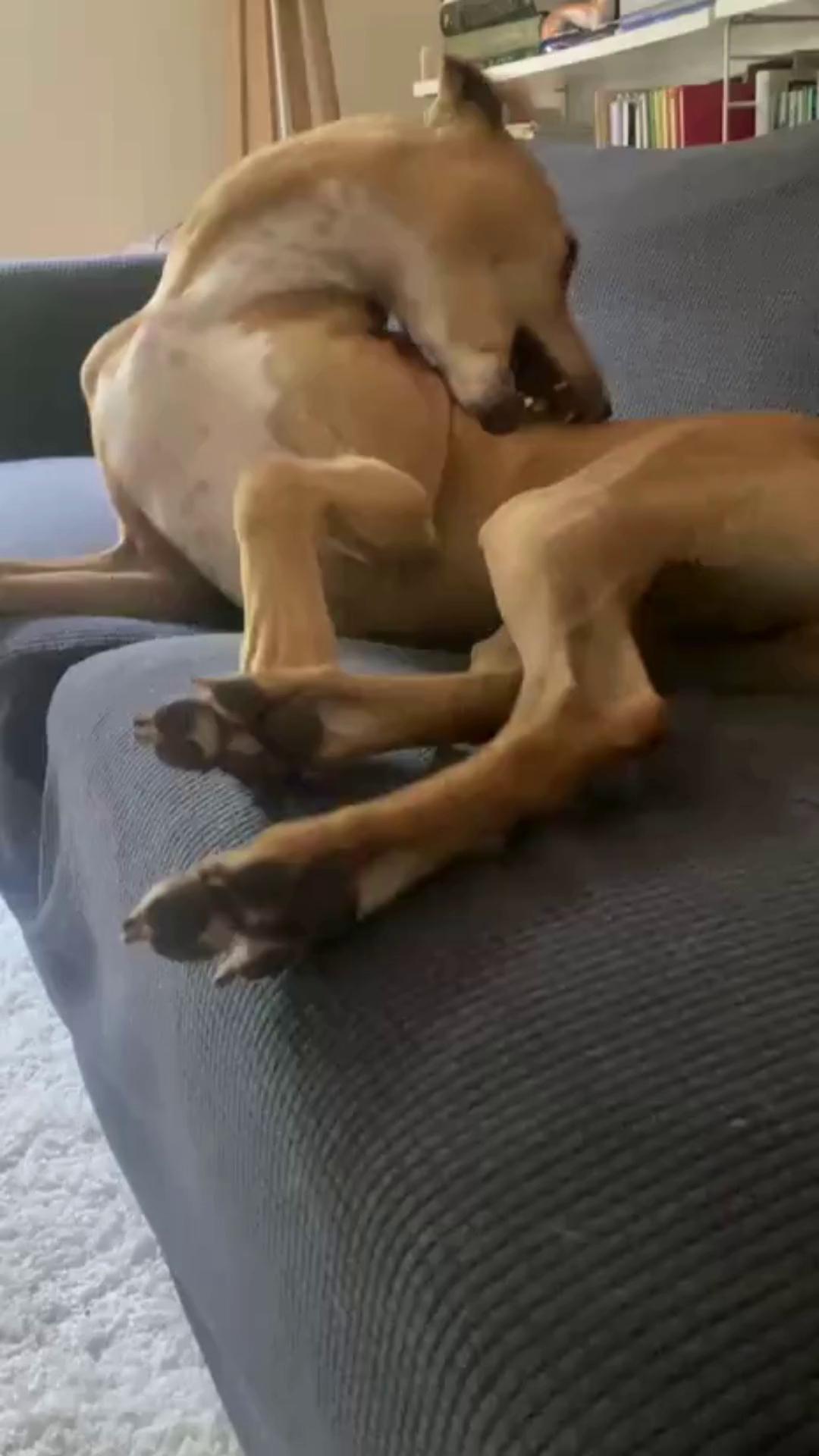 Forever Hounds Trust