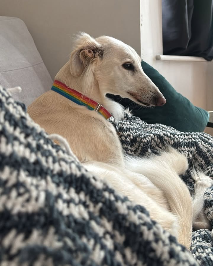Forever Hounds Trust